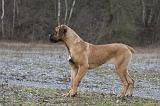 CANE CORSO 729